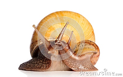 Giant snails kissing Stock Photo