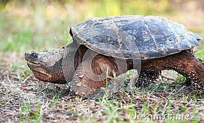 Giant Snapping Turtle walking