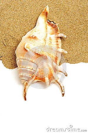 Giant spider conch shell on the sand Stock Photo