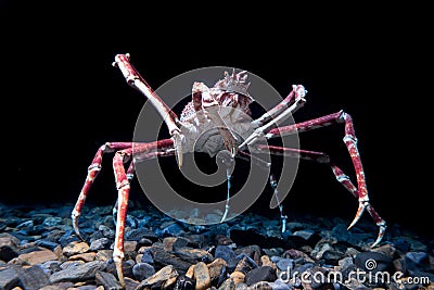 Giant Spider Crab on black background Stock Photo