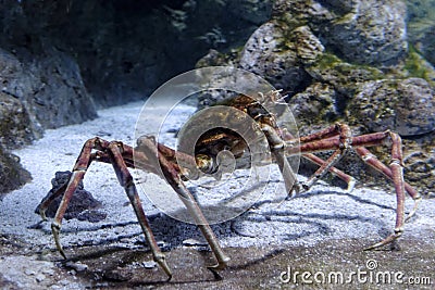 Giant spider crab Stock Photo