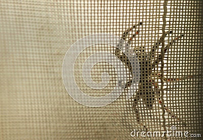 A giant spider crawled behind the curtain Stock Photo