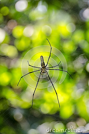 Giant spider in his web in Khao National Park Stock Photo