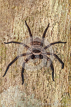 Giant huntsman spider on tree Madagascar Stock Photo