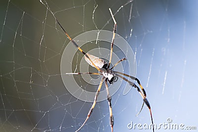 The giant spider on it`s spiderweb Stock Photo