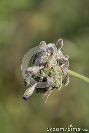 Giant Spiderwort Bloom Pod Stock Photo