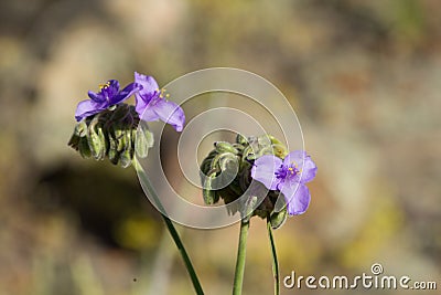 Giant Spiderwort blooms and bloom pod Stock Photo