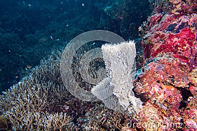 Giant sponge in the blue background while divinig Indonesia Stock Photo