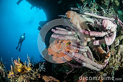 The giant Sponge Petrosia lignosa, Aplysina cauliformis and Aplysina ficiformis in Gorontalo, Indonesia. Stock Photo