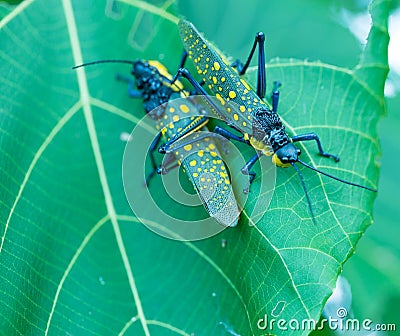 Giant spotted crickets Bali Indonesia Stock Photo