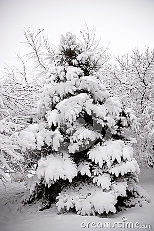 Giant Spruce Trees Blanketed in Snow in Winter Stock Photo