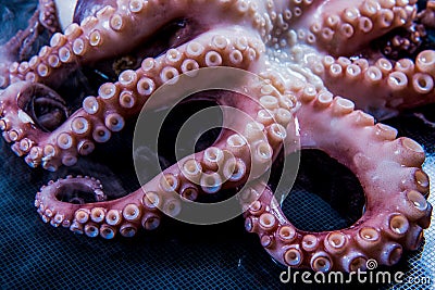 Giant squid tentacles, Boiled tentacles of octopus with beautiful swirl of one tentacle Stock Photo