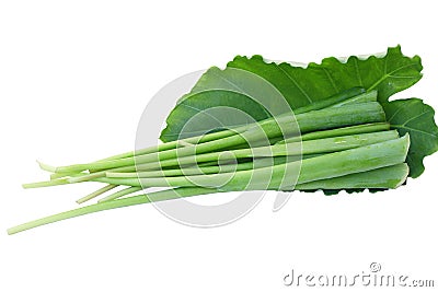 Giant Strain Stem Leaf Stock Photo