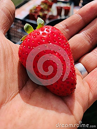 Giant strawberry in hand Stock Photo