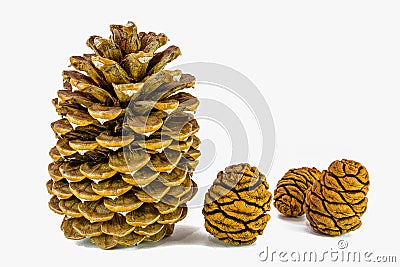 Giant sugar pine cone left and giant sequoia cones isolated on the white background. Stock Photo