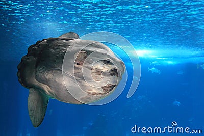 Giant sunfish Stock Photo