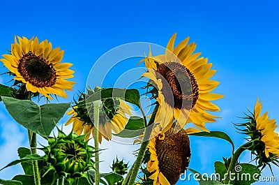 Giant Sunflower Background Stock Photo