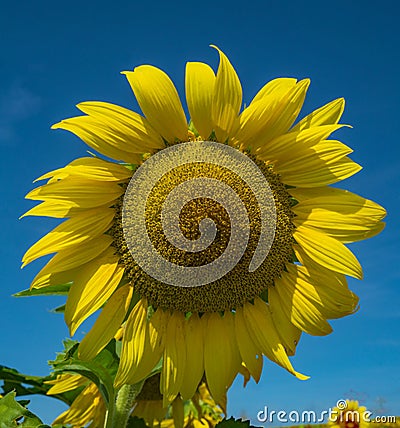Giant Sunflower and Blue Skies Stock Photo