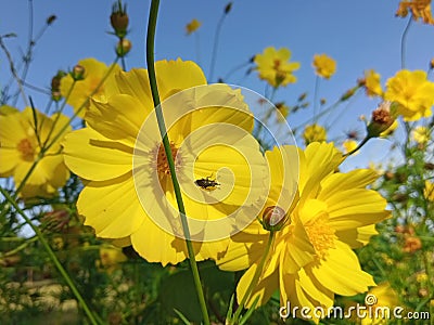 Giant Sunflower is a place to live where small beetles Stock Photo