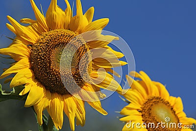 Giant sunflowers Stock Photo