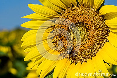 Giant Sunflowers and Bee Stock Photo