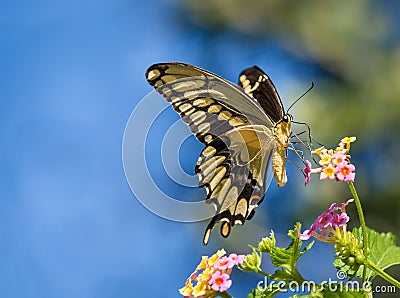 Giant Swallowtail butterfly on Lantana Stock Photo