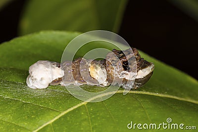 A Giant Swallowtail butterfly larva (Papilio cresphontes) mimics both a bird dropping and a snake to avoid predation Stock Photo