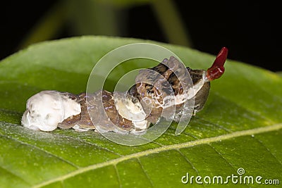 A Giant Swallowtail butterfly larva (Papilio cresphontes) mimics both a bird dropping and a snake to avoid predation Stock Photo