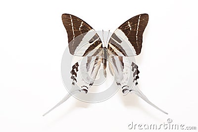 Giant Swordtail Butterfly (Graphium adrocles) Stock Photo