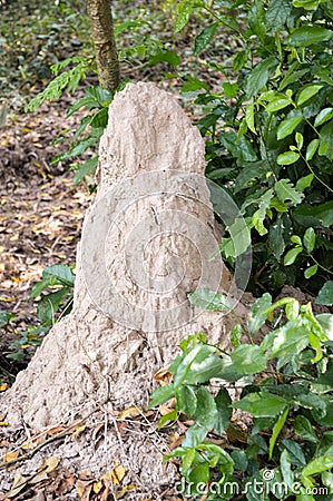 Giant termite mound Stock Photo