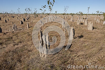 Giant termite mounds in outback Queensland. Stock Photo