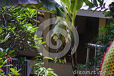 Giant thailand Banana tree with green leaves Stock Photo