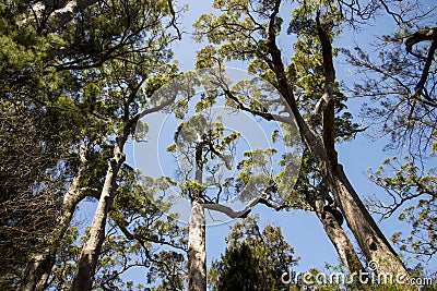 Giant tingle trees near Walpole Stock Photo