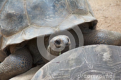 Giant tortoise Stock Photo