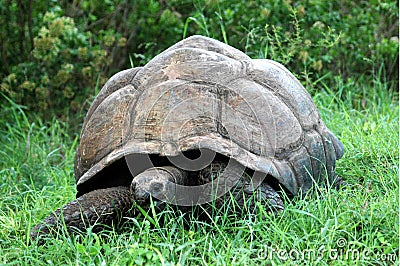 A Giant Tortoise Stock Photo