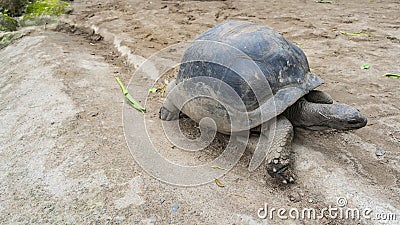 Giant tortoise Aldabrachelys gigantea walks along a dirt track. Stock Photo