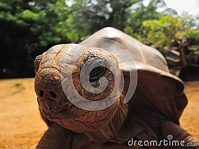 Giant tortoise Stock Photo