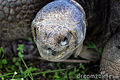 Giant tortoise eats grass. Stock Photo