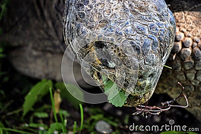 Giant tortoise eats grass. Stock Photo