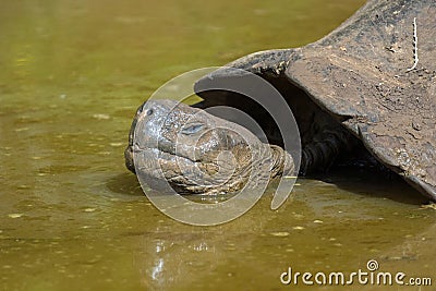 Giant Tortoise of the Galapagos Islands Stock Photo