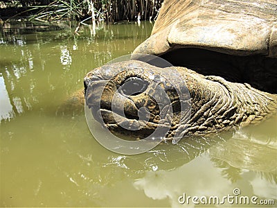 Giant tortoise having a bath in La Vanille Reserve Stock Photo