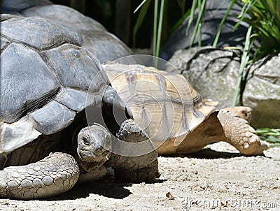 Giant Tortoise and Ploughshare Tortoise in the back Stock Photo