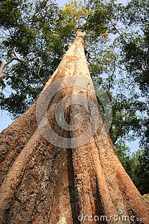 Giant tree Stock Photo