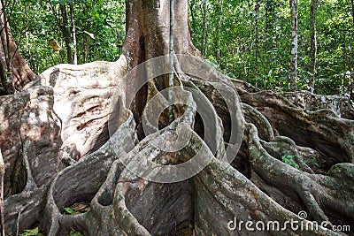 A giant tree with buttress roots in the forest, Costa Rica Stock Photo