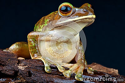 Giant Tree frog Stock Photo