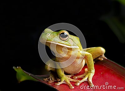 Giant Tree Frog Stock Photo