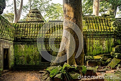 Giant tree with giant roots growing on Taprom temple & x28; Tom ridder Temple & x29; in Siem reap city. Cambodia Stock Photo