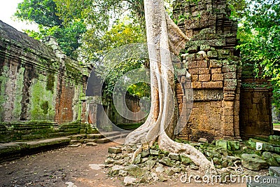 Giant tree with giant roots growing on Taprom temple & x28; Tom ridder Temple & x29; in Siem reap city. Cambodia Stock Photo