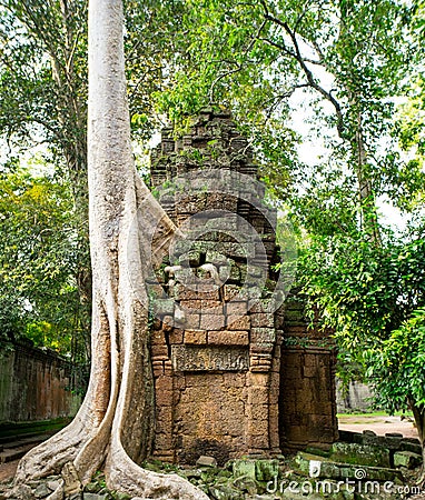 Giant tree with giant roots growing on Taprom temple & x28; Tom ridder Temple & x29; in Siem reap city. Cambodia Stock Photo