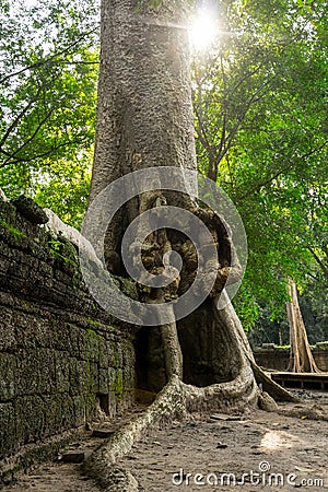 Giant tree with giant roots growing on Taprom temple & x28; Tom ridder Temple & x29; in Siem reap city. Cambodia Stock Photo